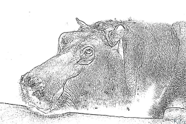 hippos Drukājamas Krāsojamās Lapas